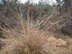 Muhlenbergia robusta