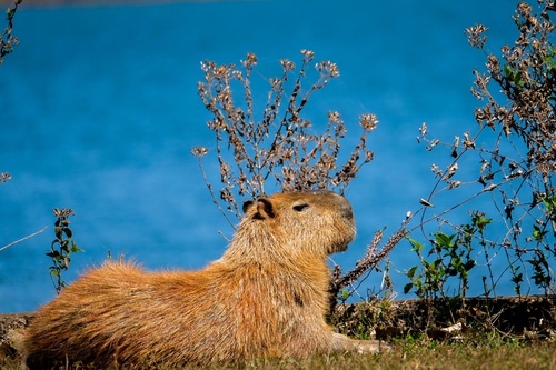 Capybara