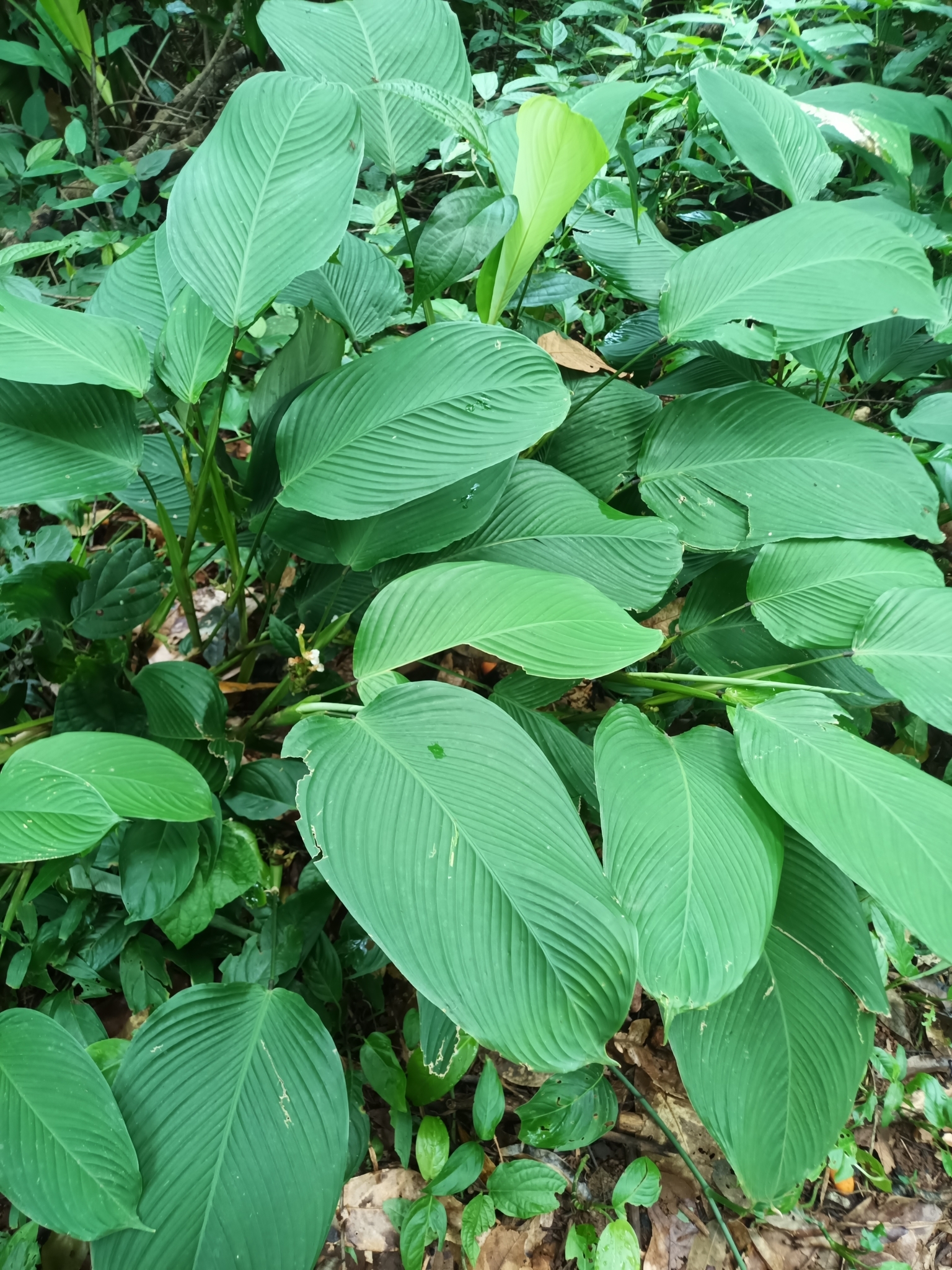 Maranta humilis