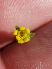 Rigiopappus leptocladus