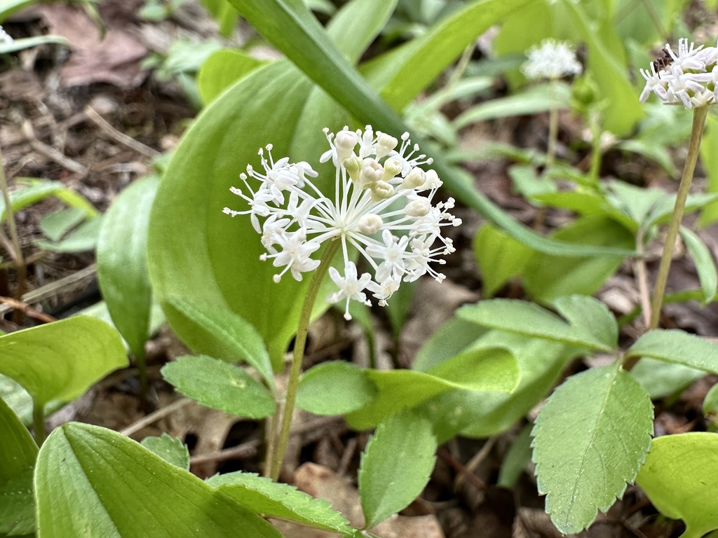 Does Ginseng Grow In New Jersey
