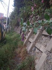 Dunalia brachyacantha