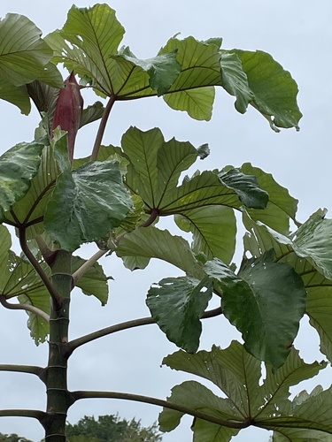 Cecropia polystachya