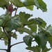 Cecropia polystachya - Photo (c) Luis Peter Piña Pizango, some rights reserved (CC BY-NC), uploaded by Luis Peter Piña Pizango