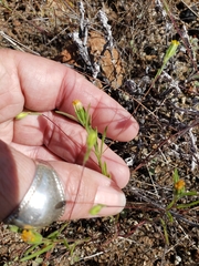 Rigiopappus leptocladus