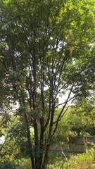 Fraxinus uhdei