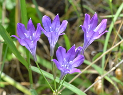 Triteleia laxa