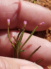 Epilobium minutum