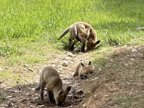 Red Fox photographed in North Carolina