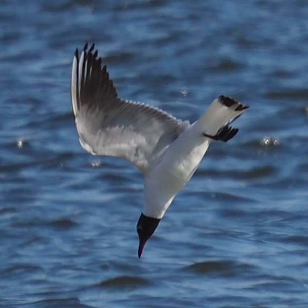 Mouette rieuse