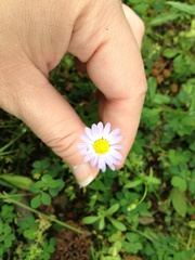 Astranthium ciliatum