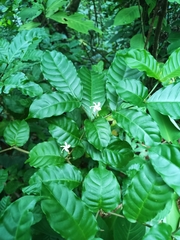 Heterophylla Tabernaemontana (Tabernaemontana heterophylla)