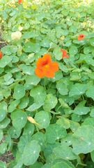 Tropaeolum majus
