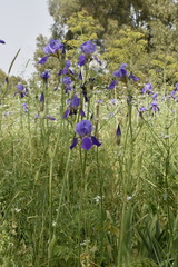 Iris mesopotamica