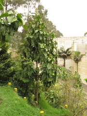 Magnolia hernandezii