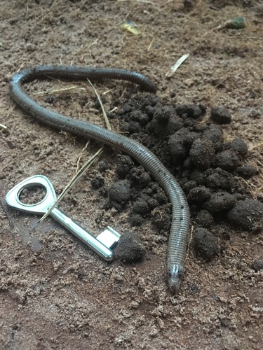 Amphisbaena mertensii