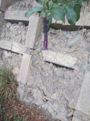 Dunalia brachyacantha