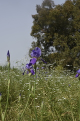 Iris mesopotamica