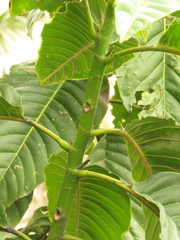 Magnolia hernandezii