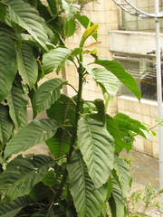 Magnolia hernandezii