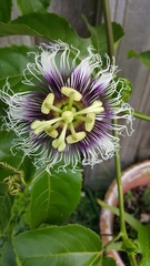 Image of Passiflora edulis