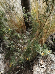 Adesmia miraflorensis