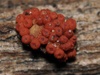Nectria dematiosa - Photo (c) Taye Bright, some rights reserved (CC BY-NC), uploaded by Taye Bright