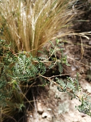 Adesmia miraflorensis