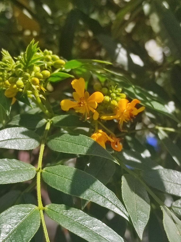 Senna weddelliana; photograph Liliana Boada, CC BY, iNaturalist via GBIF