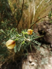 Adesmia miraflorensis