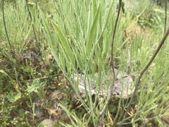 Perideridia kelloggii