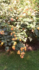 Lantana camara