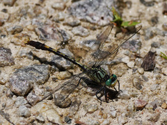Arigomphus villosipes