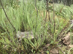 Perideridia kelloggii