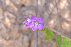Phacelia grandiflora