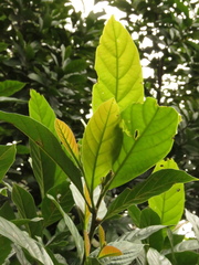 Trigonobalanus excelsa