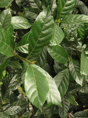 Trigonobalanus excelsa