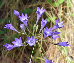 Triteleia laxa