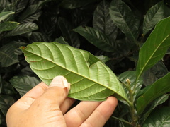 Trigonobalanus excelsa