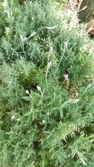 Lavandula
