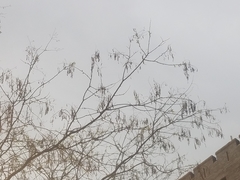 Styphnolobium japonicum