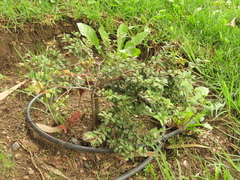 Vaccinium meridionale