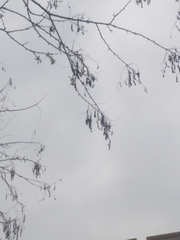 Styphnolobium japonicum