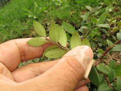 Vaccinium meridionale