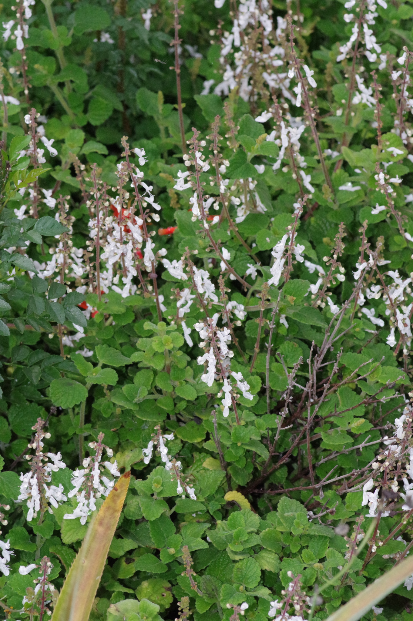 Imagem de Hortelã Variegata