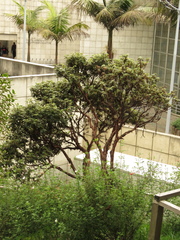 Polylepis quadrijuga