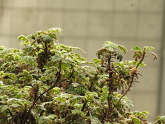 Polylepis quadrijuga