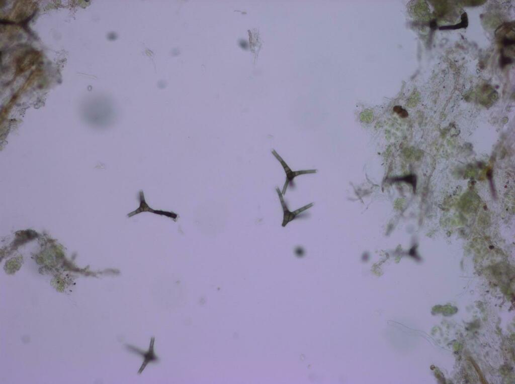 Actinocladium