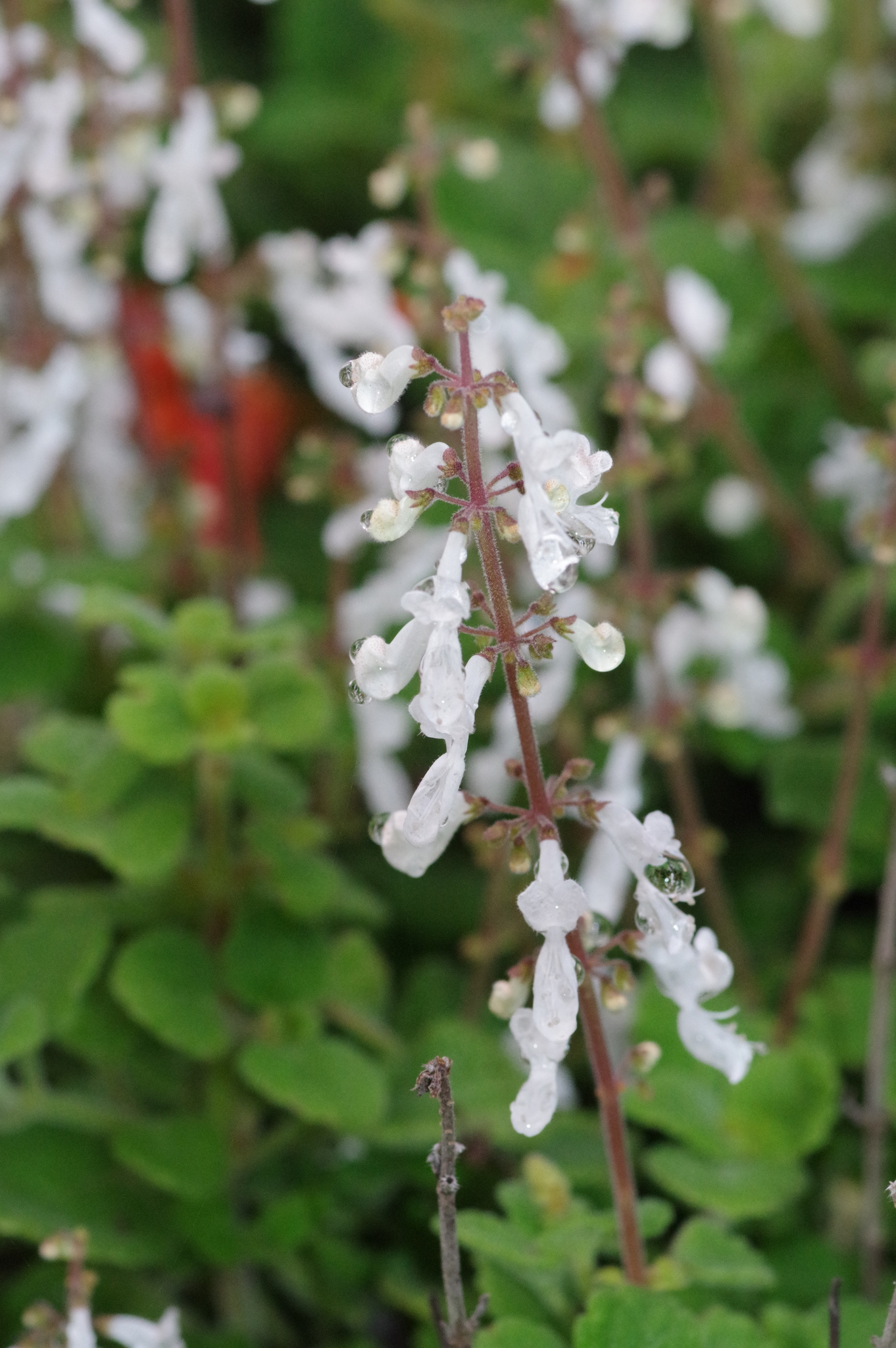Imagem de Hortelã Variegata