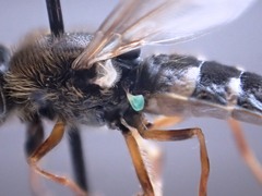 Odontomyia pubescens